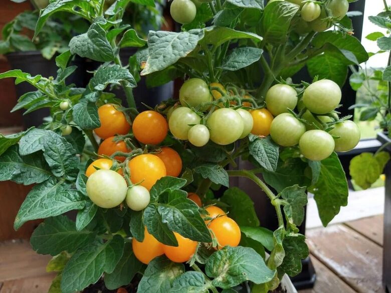 Orange hat mikrotomāts (10 tomātu sēklas) 